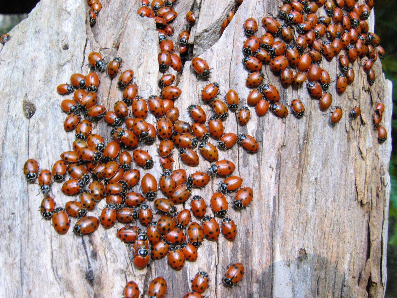 Lady Bug Party
