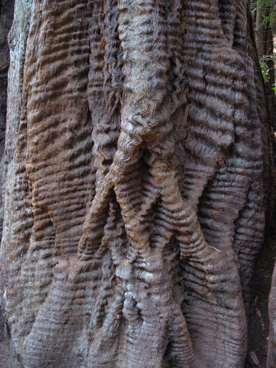 Redwood Texture